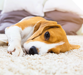 Carpet Cleaning Beaumont Hills